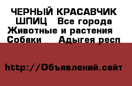 ЧЕРНЫЙ КРАСАВЧИК ШПИЦ - Все города Животные и растения » Собаки   . Адыгея респ.